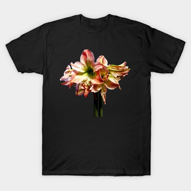 Amaryllis - A Lovely Pink and White Amaryllis T-Shirt by SusanSavad